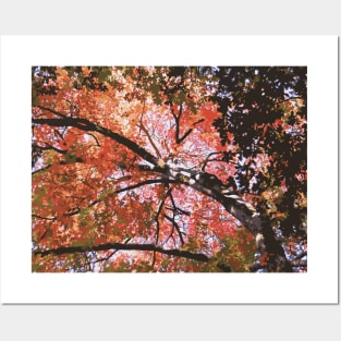 Autumn Branches Posters and Art